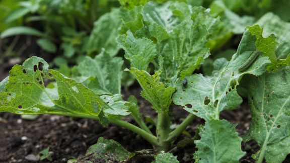 Reconnaître les principaux ravageurs du potager et agir rapidement