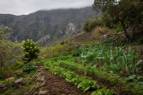 Potager en altitude : conseils spécifiques pour surmonter les contraintes climatiques
