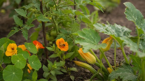 Utiliser les plantes compagnes pour attirer les pollinisateurs au potager