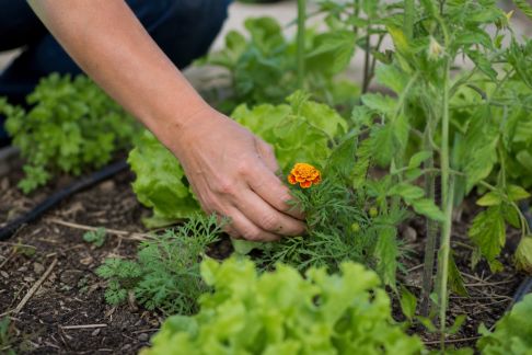 Lutter contre les ravageurs au potager sans produits chimiques : méthodes naturelles