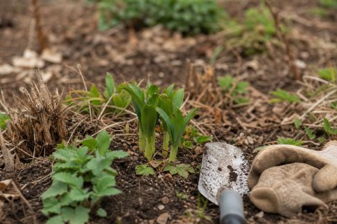 Optimiser la reprise des vivaces au printemps après un hiver rigoureux