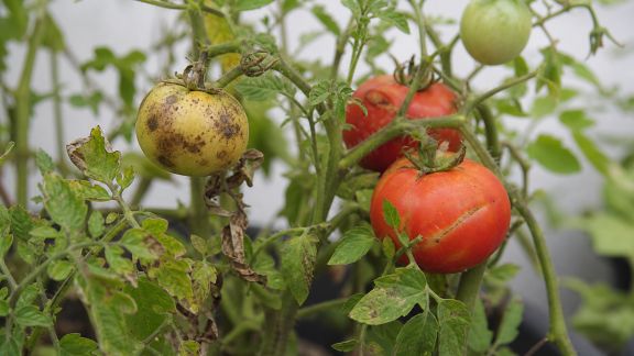 Les maladies courantes des tomates et comment les éviter