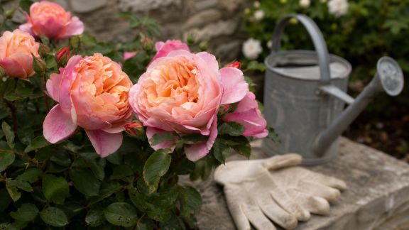 Conseils pour protéger vos fleurs des maladies courantes au jardin