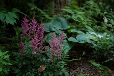 Créer un coin d’ombre fleuri : idées de plantes pour sous-bois