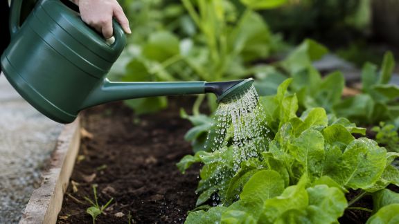 Astuce pour économiser l’eau lors de l’arrosage du potager