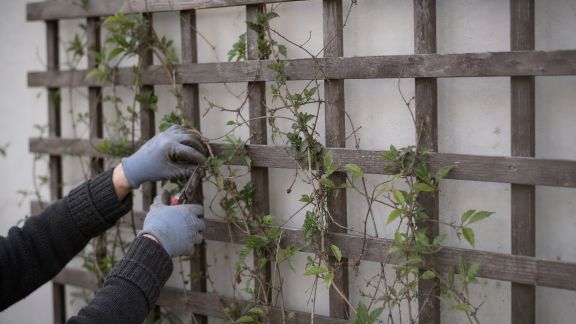 Entretien des treillis et supports de plantes grimpantes au fil de l’année