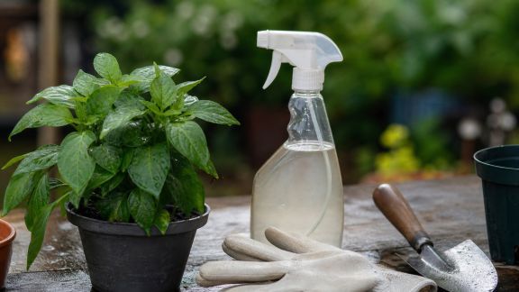 Mesures d’entretien préventif contre la rouille et maladies fongiques saisonnières
