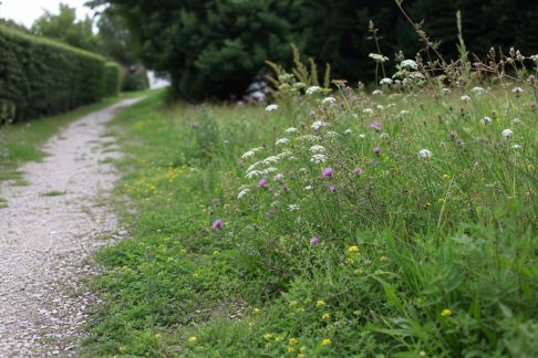 Zéro phyto : les communes françaises accélèrent la transition écologique