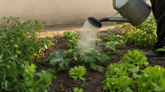 Gérer l’arrosage au potager en période de canicule : précautions et astuces