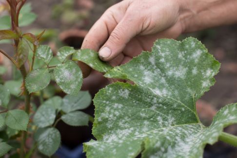 Comment agir face aux attaques d'oïdium sur rosiers et légumes