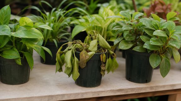 Les erreurs courantes à éviter lors de l’achat de plantes en pépinière