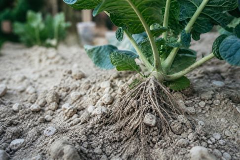Astuces pour réussir la culture des plantes en terre calcaire