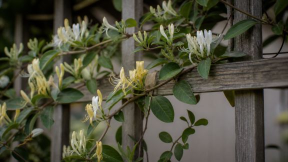 Plantes grimpantes parfumées : sublimer vos clôtures et pergolas