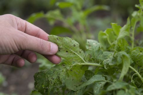 Ravageurs au jardin : 7 erreurs courantes à éviter absolument