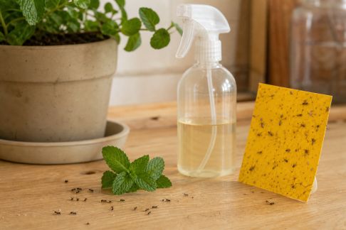 Insectes nuisibles : solutions écologiques et astuces pratiques