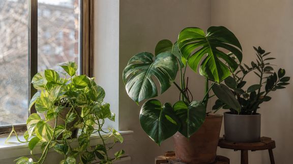 Comprendre les besoins en lumière des plantes pour un jardin épanoui