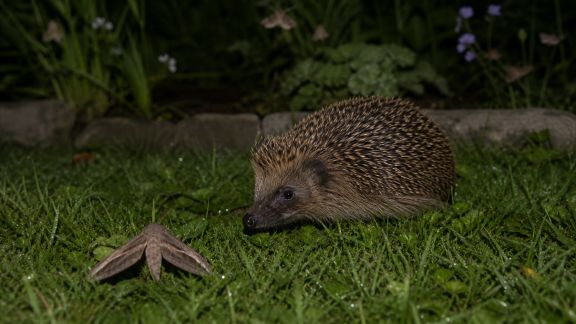 La biodiversité nocturne au jardin : créatures et enjeux à découvrir