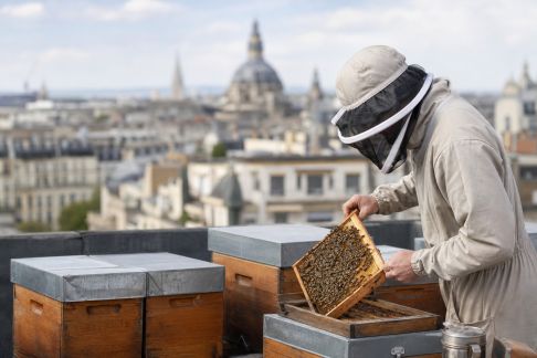 L’apiculture urbaine gagne du terrain dans les grandes villes françaises