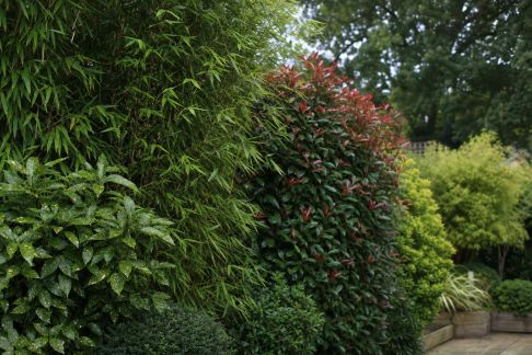 Clôtures naturelles : quelles plantes privilégier pour l'intimité ?