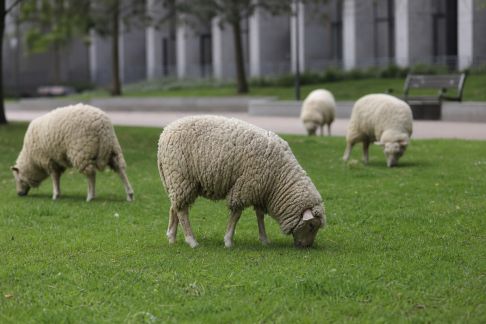 Éco-pâturage urbain : les moutons acteurs du paysage durable
