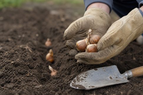 Comment réussir la plantation et l’entretien des bulbes d’été