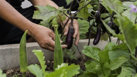 Cultiver des légumes exotiques au potager : conseils pour réussir
