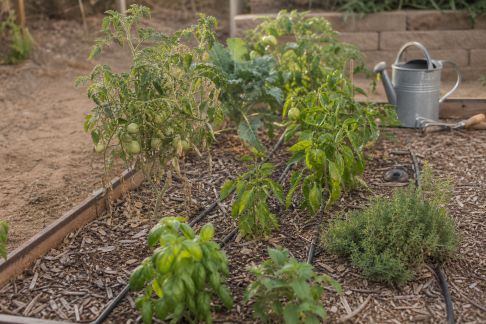 Réussir son potager en climat sec : variétés et astuces d’arrosage