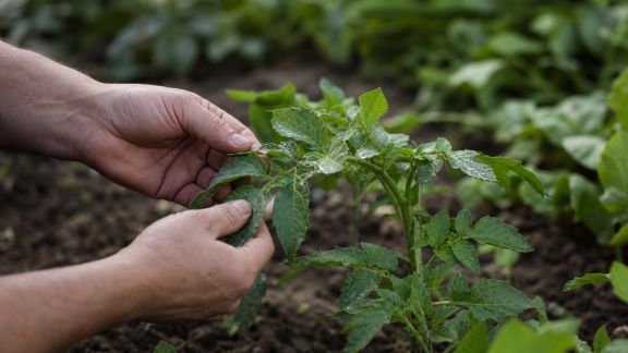 Comment prévenir naturellement les maladies fongiques au jardin