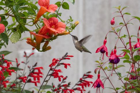 Les meilleures plantes pour attirer les colibris dans votre jardin