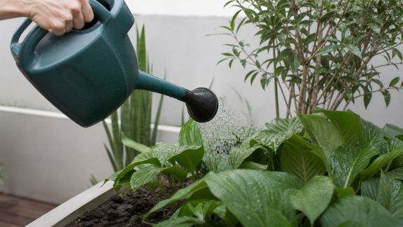 Arrosage et maladies : prévenir les risques liés à l’humidité excessive