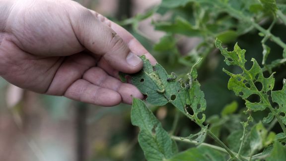 Que faire face aux attaques de chenilles dévastatrices