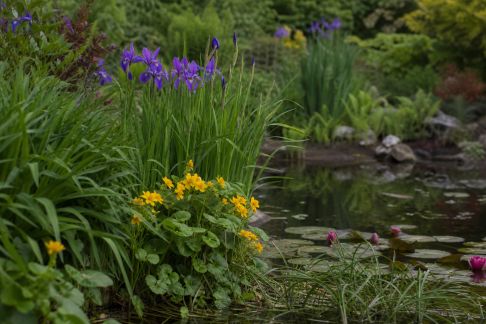 Fleurs et plantes à installer autour d’un bassin ou d’une mare