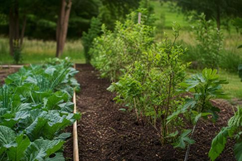 Installer une haie nourricière autour de son potager : intérêts et plantations adaptées