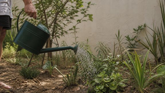 Bien arroser son jardin pendant les périodes de canicule