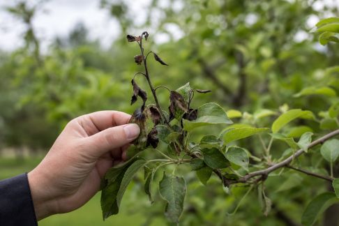 Traiter le feu bactérien : conseils pour protéger vos arbres fruitiers