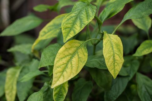 Détecter la chlorose chez vos végétaux : causes et solutions concrètes