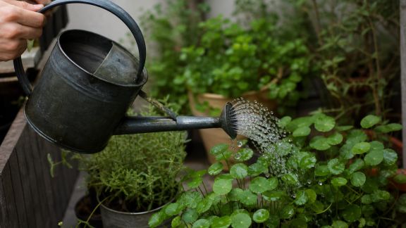 Arrosage à la main : techniques efficaces pour petits espaces