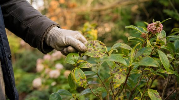 Gérer les maladies courantes du jardin selon les saisons : prévention et traitement