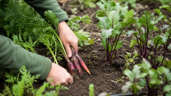 Cultiver des légumes rares au potager : tout ce qu’il faut savoir avant de se lancer