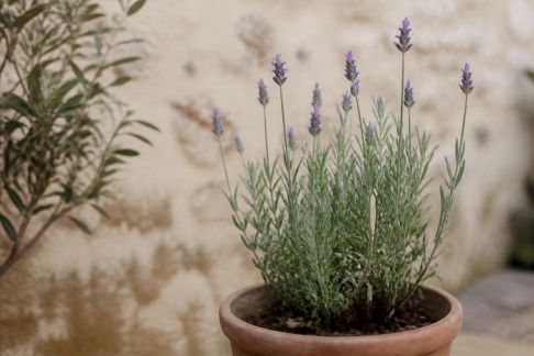 Soins spécifiques aux plantes méditerranéennes selon la saison