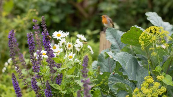 Protéger son jardin des maladies en favorisant la biodiversité