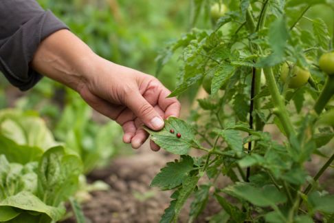 Lutte intégrée : associer les bons moyens pour limiter ravageurs au potager