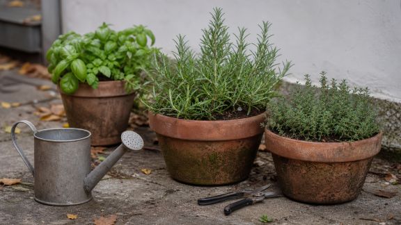 Entretien saisonnier des aromatiques en pot à l’extérieur : calendrier et actions clés