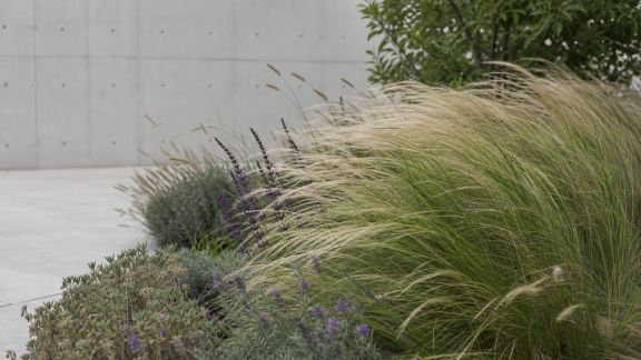 Plantes résistantes au vent : sélection idéale pour jardins exposés