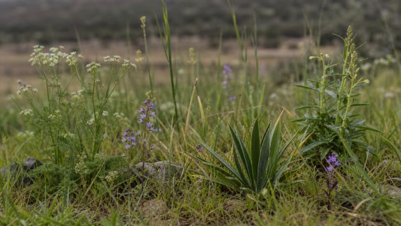 Réchauffement climatique : quelles espèces de plantes émergent dans nos régions ?