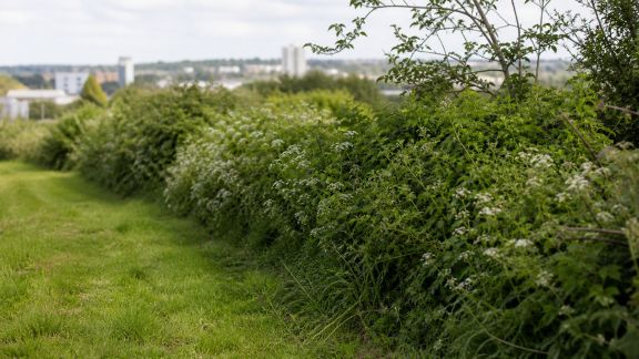 Le retour des haies champêtres : restaurer la biodiversité locale en périphérie urbaine