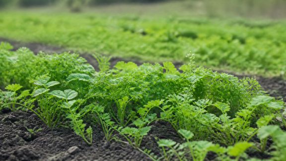 Enrichir son sol grâce aux engrais verts : mode d’emploi
