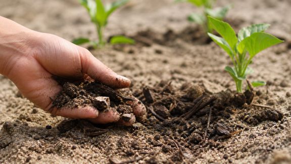 Sol sableux : astuces pour retenir l’eau et booster la fertilité