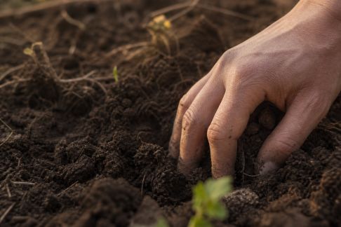 Bactérie et faune du sol : comprendre leur rôle pour un jardin sain