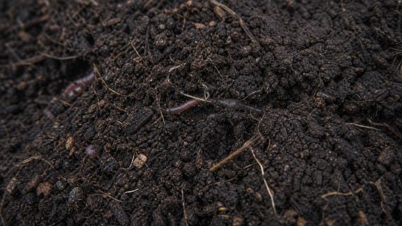Parasites invisibles du sol : comment les repérer et s'en débarrasser